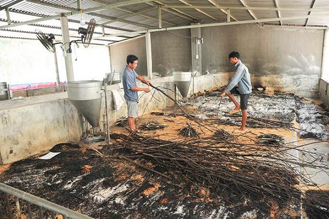 Hộ &ocirc;ng Đinh Văn Th&aacute;i ti&ecirc;u độc, khử tr&ugrave;ng chuồng trại sau khi to&agrave;n bộ đ&agrave;n heo của gia đ&igrave;nh bị dịch chết (Ảnh B&aacute;o Kh&aacute;nh h&ograve;a)