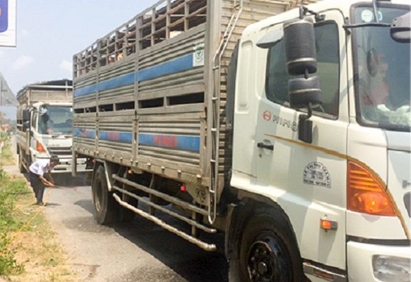 Khánh Hòa: Ngăn chặn vận chuyển trái phép gia cầm qua biên giới