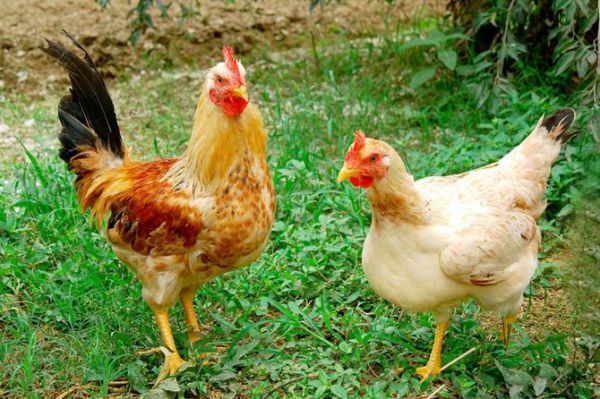 Nâng tầm sản phẩm OCOP: Đời sống người dân cải thiện nhờ gà đồi Tiên Yên