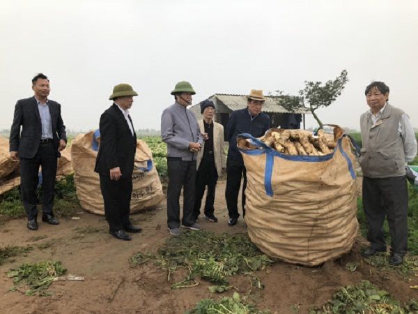 Bắc Ninh: Tăng cường chỉ đạo thực hiện sản xuất vụ Đông năm 2020