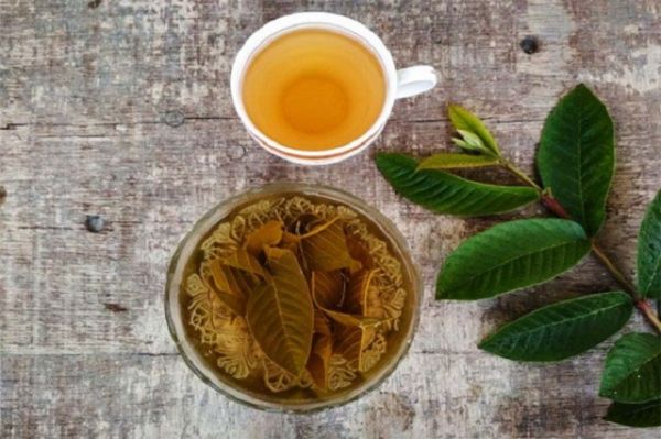 Thuốc Đông y: Các công dụng đối với sức khỏe của lá ổi