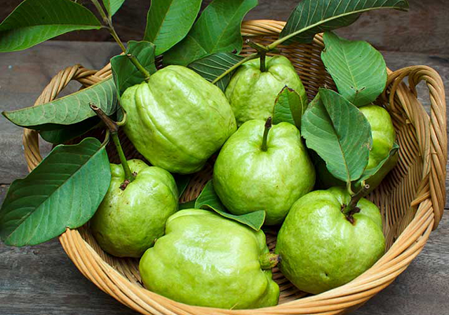 Kh&ocirc;ng chỉ quả ổi, l&aacute; ổi cũng c&oacute; nhiều t&aacute;c dụng đối với sức khỏe của con người