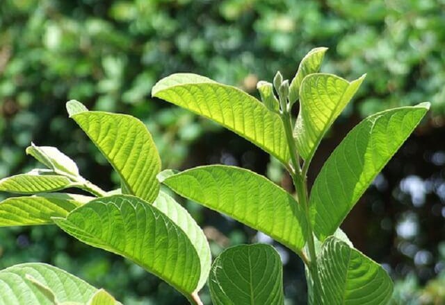 Theo Tạp ch&iacute; Dinh dưỡng v&agrave; chuyển h&oacute;a năm 2010, l&aacute; ổi c&oacute; t&aacute;c dụng ph&ograve;ng tr&aacute;nh bệnh tiểu đường một c&aacute;ch hiệu quả