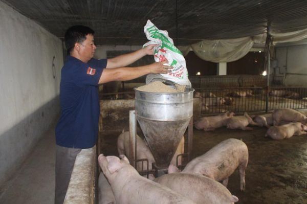 Giá thịt lợn hôm nay 22/9: Điều chỉnh trái chiều trên cả nước