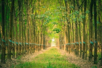 Cập nhật giá cao su hôm nay 22/9: Tiếp tục xu hướng đi lên