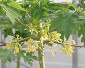 Hoa Đu đủ đực và công dụng ít ai biết