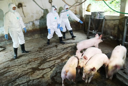 Thanh Hóa: Tập trung các biện pháp cấp bách phòng chống Dịch tả lợn Châu Phi