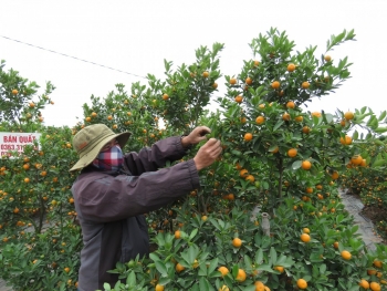 Văn Giang (Hưng Yên): Quất, bưởi bán chậm, người dân lo Tết