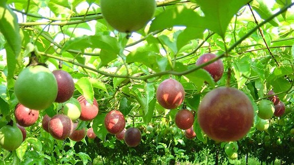 Một số công dụng của chanh leo trong việc bảo vệ sức khỏe