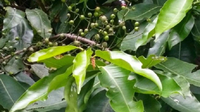 Tác dụng của cây vối và cách sử dụng