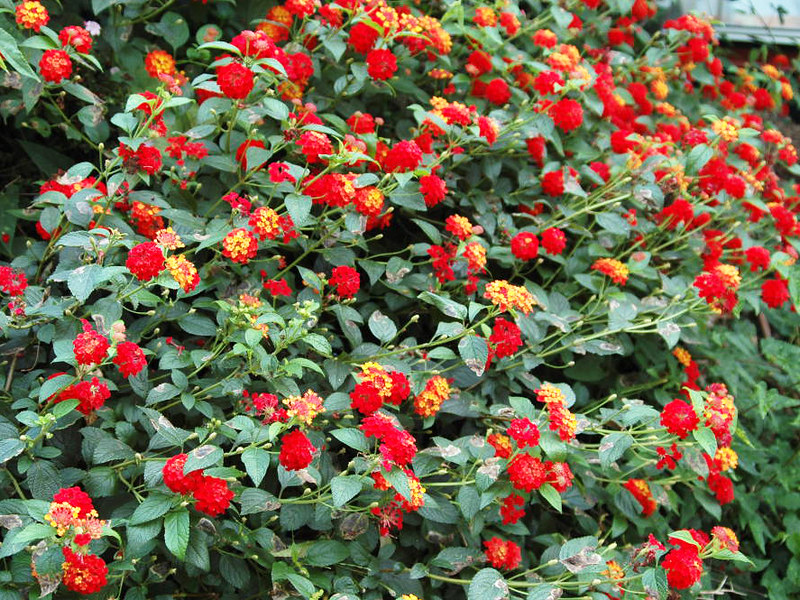 Cách trồng và chăm sóc hoa ngũ sắc cho hoa nhiều, hoa nở đẹp