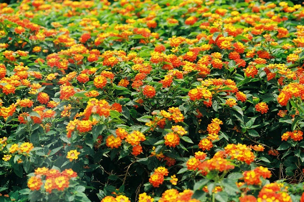 Tìm Hiểu Về Cây Ngũ Sắc Và Những Tác Dụng Chữa Bệnh Tuyệt Vời