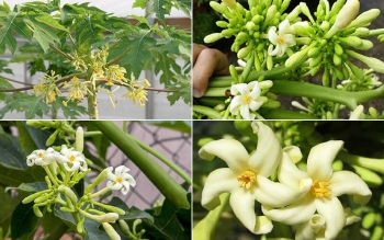 Tác dụng của hoa đu đủ đực đối với sức khỏe mà ít người biết