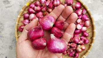 Một số lợi ích từ củ hành đối với sức khỏe bạn đã biết chưa?