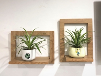 Top 7 loại cây nhả khí Oxy vào ban đêm được mọi người "săn lùng"