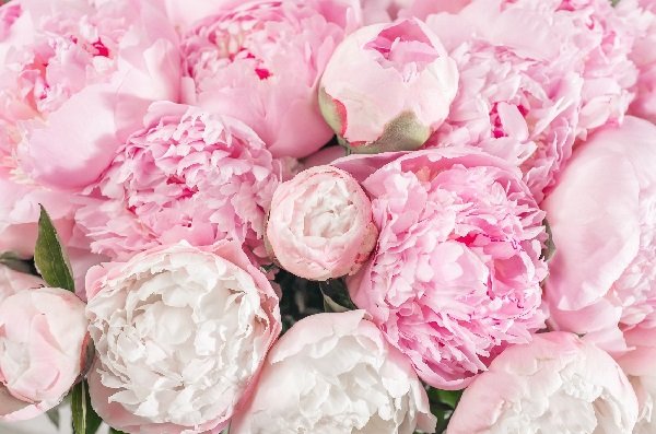 Ý Nghĩa Hoa Mẫu Đơn Đỏ Trong Cuộc Sống & Tình Yêu | Gánh ...