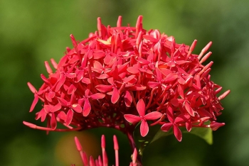 Thú vị với ý nghĩa của màu hoa Mẫu Đơn mà ít ai biết