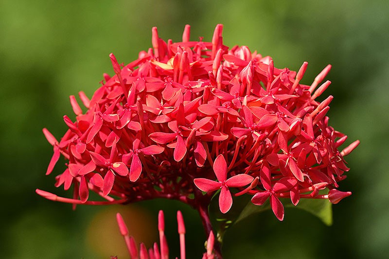 Mẫu đơn đỏ - loài hoa tượng trưng cho sắc đẹp và sự giàu sang