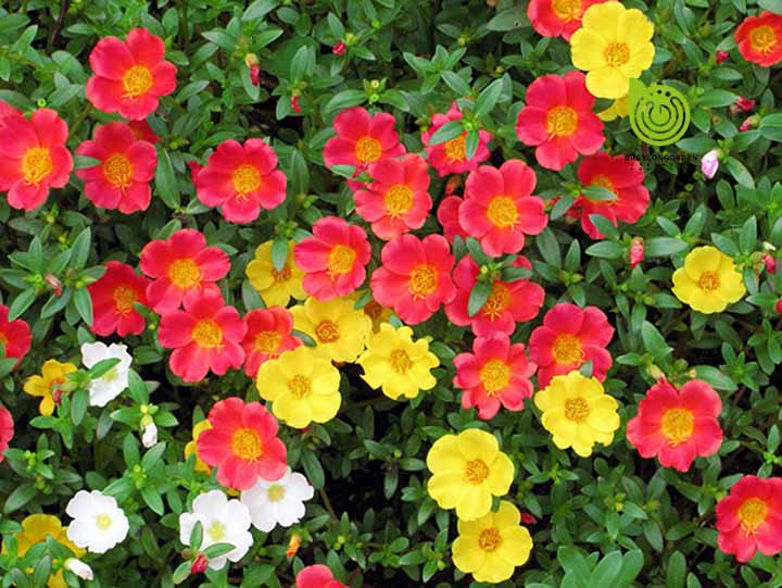 Hoa sam-hoa 10h - 1kg tính cả bao bì