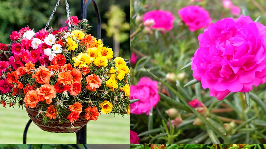 Một số loại hoa mười giờ được nhiều người ưa thích