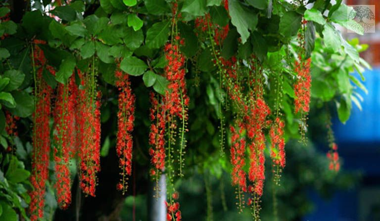 Cây lộc vừng hoa đỏ