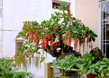 Ý nghĩa của cây lộc vừng trước nhà