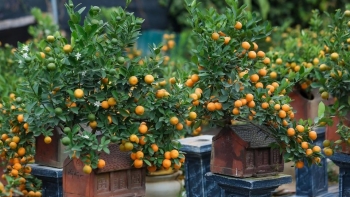 Quất bonsai với đa dạng kiểu dáng sẵn sàng phục vụ "thượng đế" dịp Tết Qúy Mão 2023