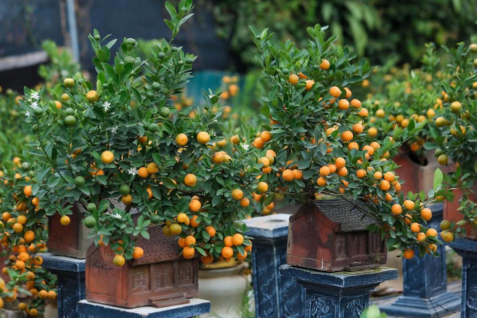 &ldquo;Những chậu c&acirc;y quất phong thuỷ độc đ&aacute;o như thế n&agrave;y c&oacute; gi&aacute; b&aacute;n từ 10 đến 15 triệu đồng tuỳ mẫu m&atilde;, chủng loại&rdquo; - chị Linh cho biết th&ecirc;m.