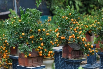 Quất bonsai với đa dạng kiểu dáng sẵn sàng phục vụ "thượng đế" dịp Tết Qúy Mão 2023