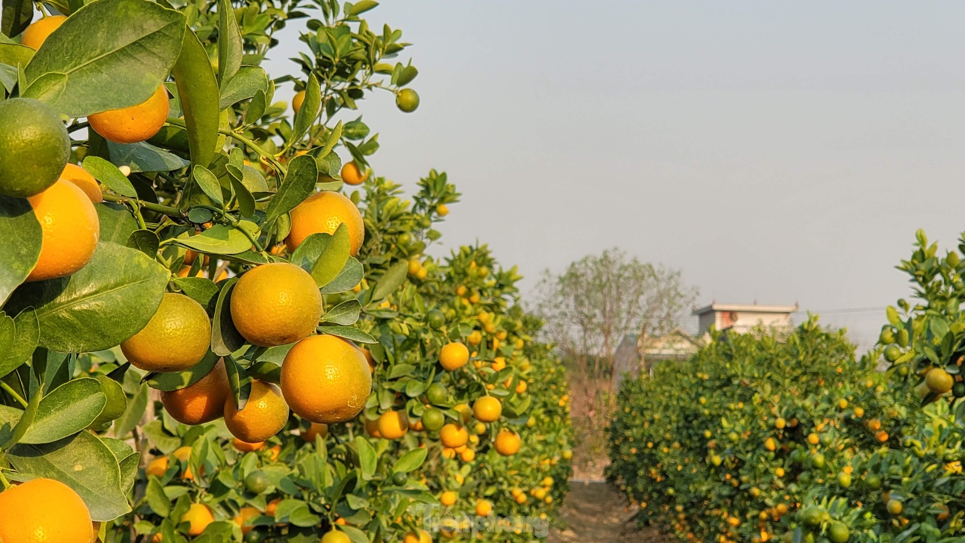 Về vựa hoa, cây cảnh lớn nhất Quảng Ninh mùa Tết ảnh 3