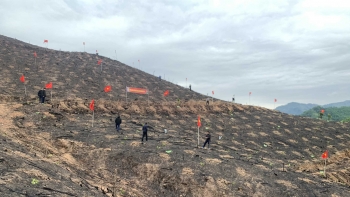 Quảng Ninh đã trồng được 207.976 cây hưởng ứng Tết trồng cây xuân Quý Mão 2023