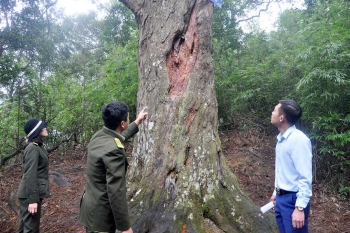 Triển khai Dự án chăm sóc, bảo tồn các cây Xích Tùng cổ tại Rừng Quốc gia Yên Tử