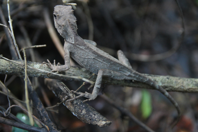 Một loài bò sát đặc hữu sống trong KBTTN Đồng Sơn - Kỳ Thượng (Quảng Ninh). Ảnh: Anh Thắng.