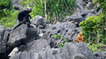 Vườn quốc gia Cát Bà - khu dự trữ sinh quyển thế giới