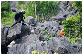 Vườn quốc gia Cát Bà - khu dự trữ sinh quyển thế giới