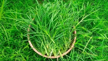 Cỏ Mần Trầu và một số công dụng tuyệt vời đối với sức khỏe