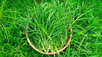 Cỏ Mần Trầu và một số công dụng tuyệt vời đối với sức khỏe