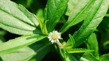 Một số công dụng tuyệt vời của cây Cỏ Mực đối với sức khỏe