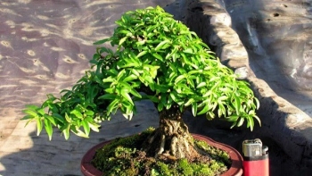 Cách trồng và ý nghĩa của cây mai chiếu thủy trong đời sống