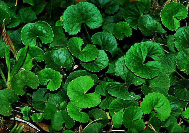 Một số tác dụng của rau má đối với sức khỏe | VTV.VN