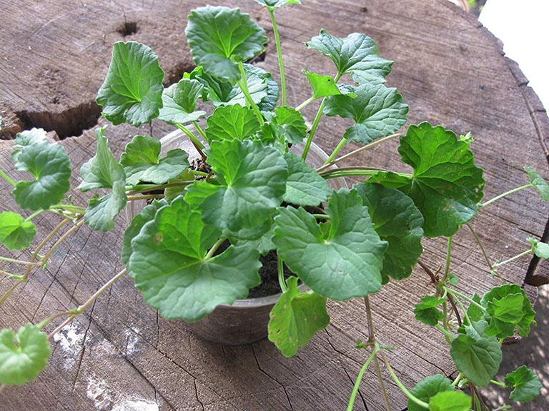 Rau má: Tác dụng và cách dùng rau má tốt cho sức khỏe nhất