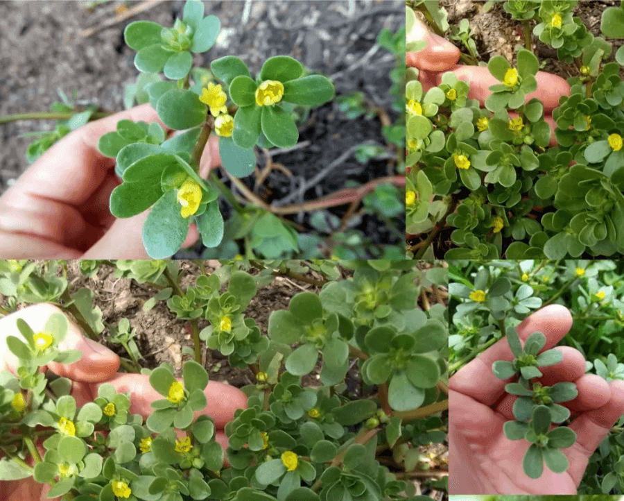 Hình ảnh cây rau sam