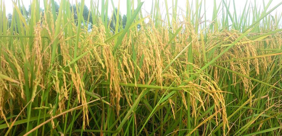 ST25 - “Gạo ngon thế giới” canh tác cho năng suất cao tại huyện Sóc Sơn