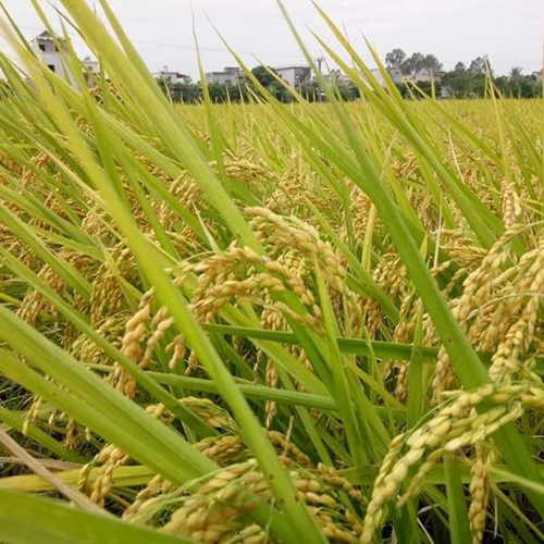 Lúa giống J02 - hn.check.net.vn