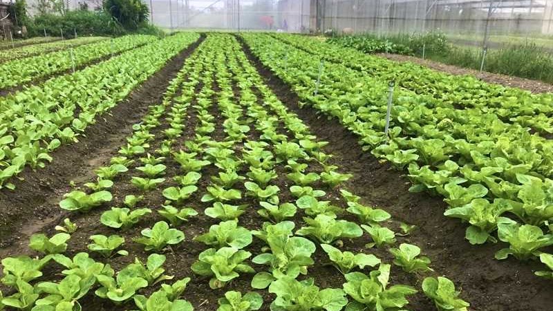 Một số kết quả xây dựng nông thôn mới kiểu mẫu tại xã Quảng Chính