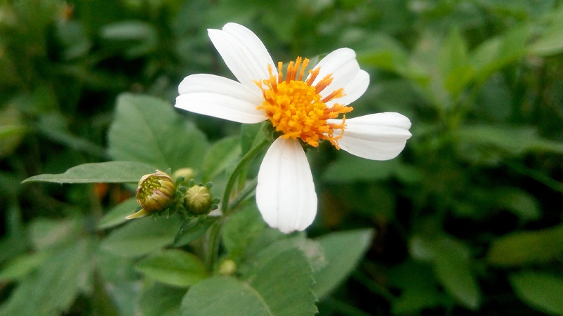 Hoa xuyến chi gắn liền với một câu chuyện buồn.