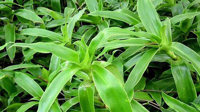 Các công dụng của cây lược vàng | Vinmec