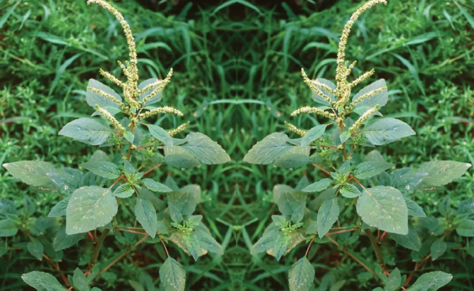 Rau dền gai có tác dụng gì với sức khỏe con người?