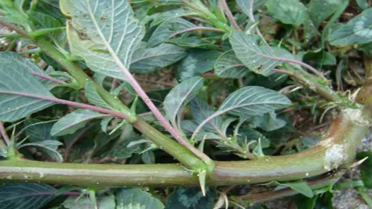 Rau dền gai giúp lợi tiểu, điều kinh và giảm mụn nhọt do nóng nhiệt