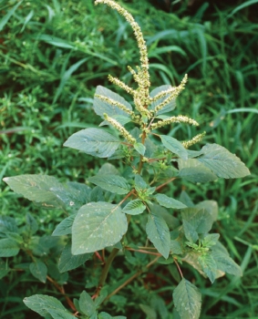 Một số công dụng của rau Dền Gai đối với sức khỏe mà ít ai biết